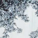 Cherry Blossom
