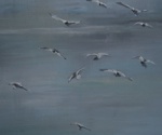 Flying Seagulls Close-Up A
