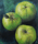 Apples